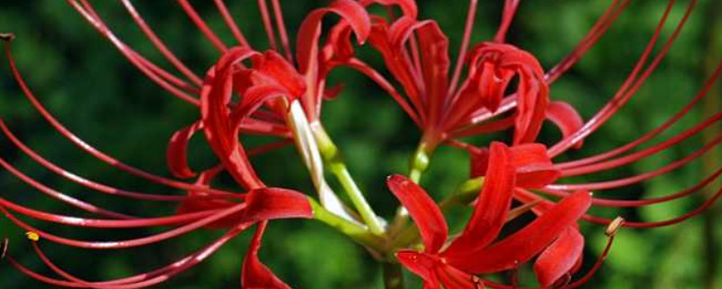 龙爪花和彼岸花一样吗 龙爪兰和彼岸花有区别吗