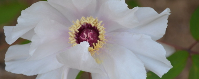 牡丹花春天种注意什么 春天适合种牡丹花吗