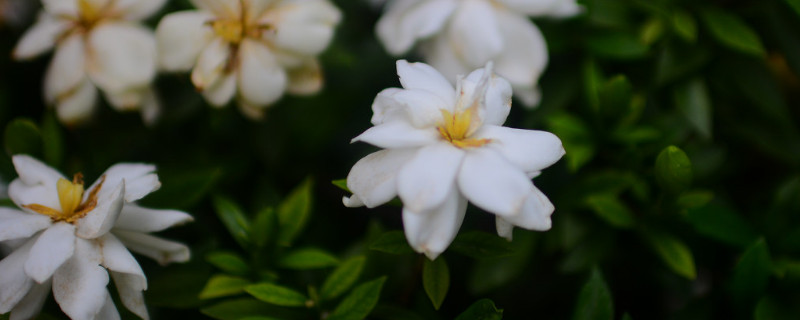 栀子花变黑了怎么办 栀子花叶子为什么变黑怎么办