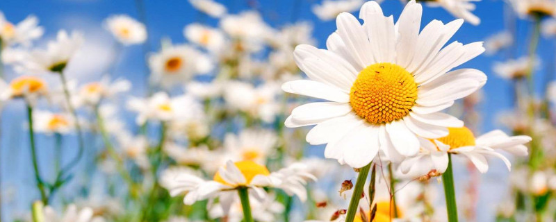 雏菊发芽后怎么护理 小雏菊怎么催芽