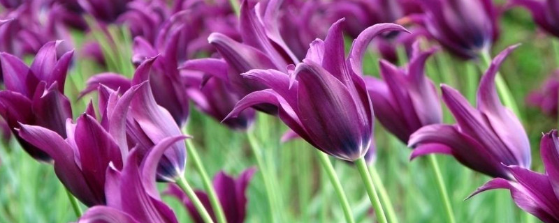 水培郁金香种球如何种植（郁金香种球水培好还是土培好）