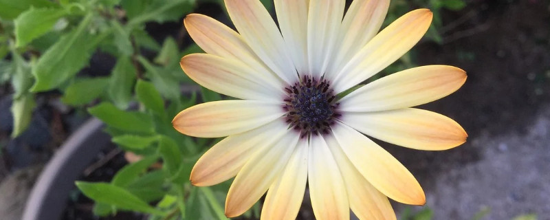 雏菊可以放在卧室吗 雏菊适合放到房间里吗