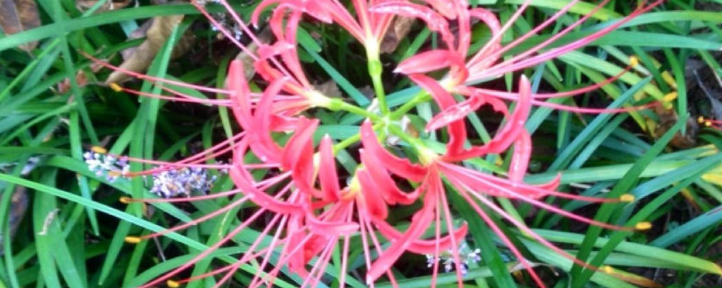 彼岸花春天长叶子吗（彼岸花春天剪叶子吗）