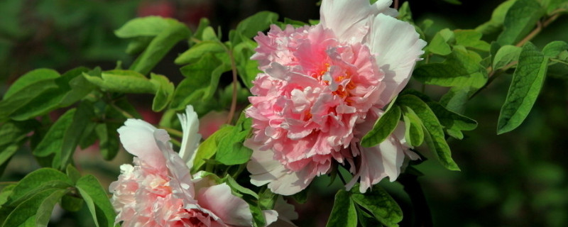 牡丹花种植方法（洛阳牡丹花种植方法）