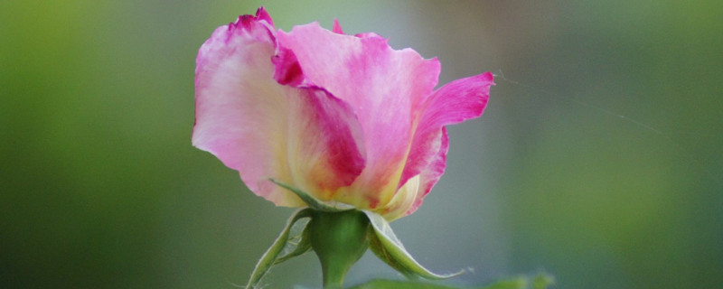 芍药花可以种庭院吗 庭院栽种芍药花好吗