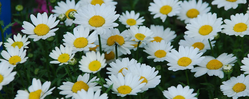 雏菊怎样播种（雏菊怎么育苗）