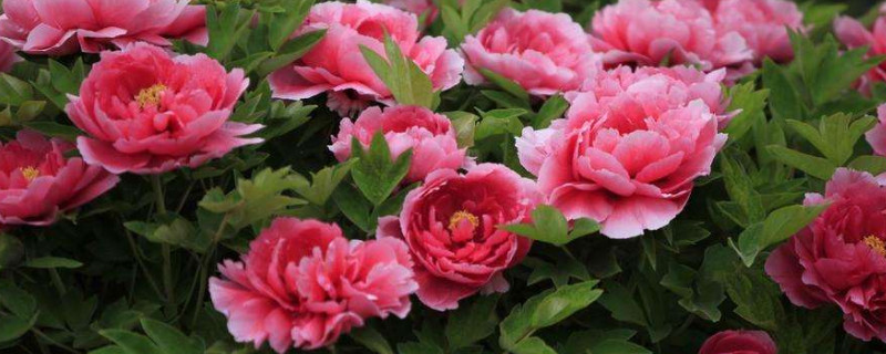 移栽牡丹多久长新根（牡丹秋季移栽后多长时间长出新根）