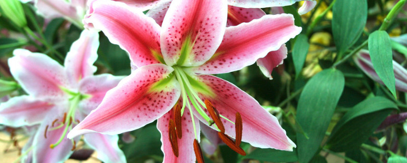 百合怎么养时间比较久 玫瑰百合怎么养时间比较久