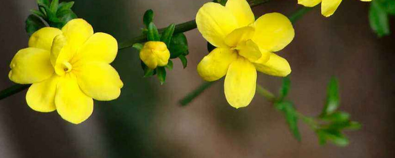 迎春花春天还是秋天移栽好（冬天栽迎春花可以吗?）