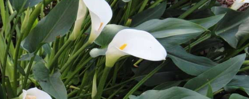 马蹄莲不开花的原因 马蹄莲鲜花不开花