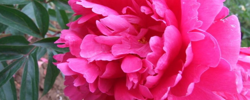 白芍能代替芍药吗（白芍可用什么药代替）