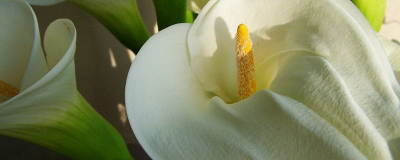 马蹄莲冬天怎么养 马蹄莲冬天怎么养才能安全过冬?