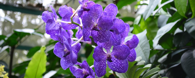 蝴蝶兰如何爆盆
