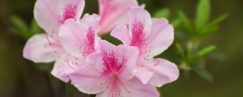 杜鹃花总掉叶子是什么原因 杜鹃花掉叶子是什么原因?