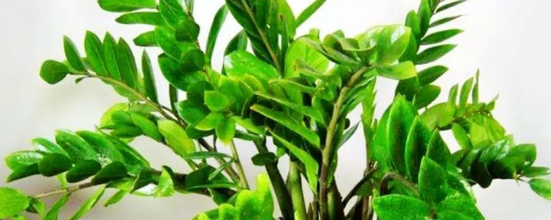 金钱树应该怎么用土(金钱树应该用什么土)