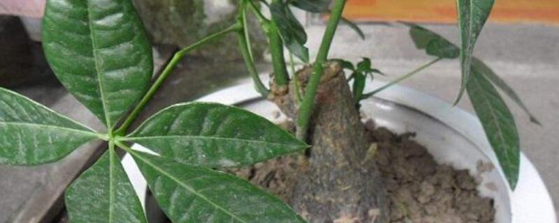 发财树叶子撑不开（发财树的叶片撑不开来是什么缘故?）