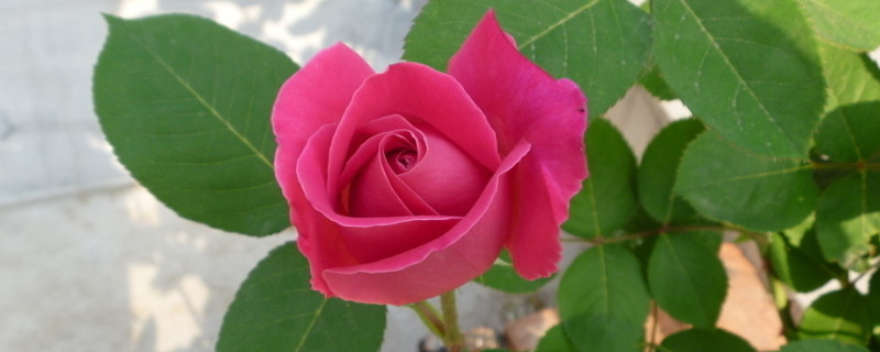 月季冬天开花吗（藤本月季冬天开花吗）