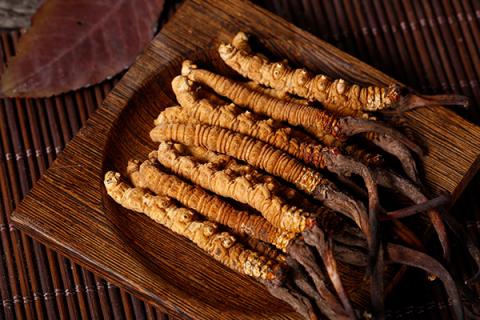 冬虫草的功效与作用