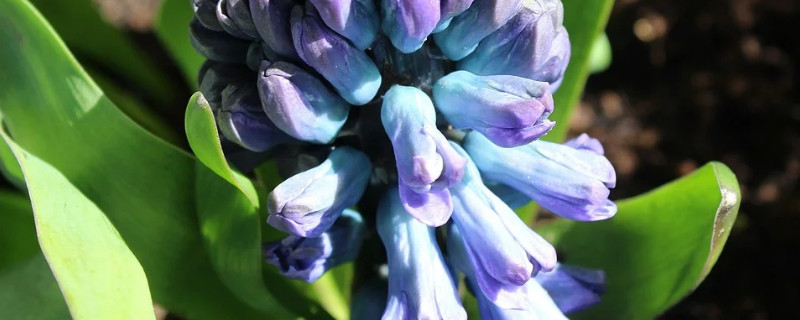 风信子能养几年 风信子什么时候养最好