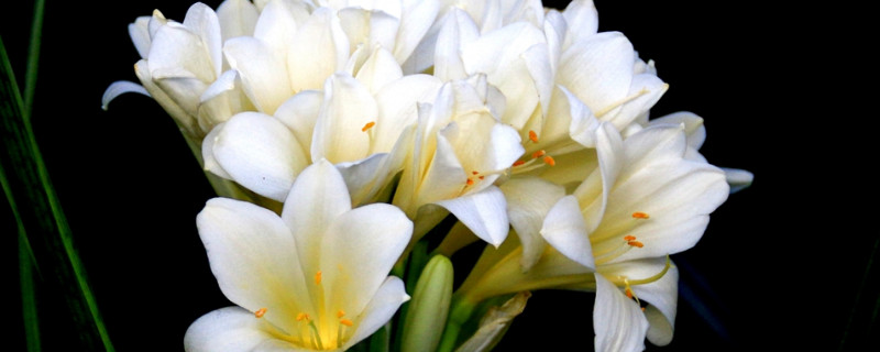 君子兰剪叶子注意事项（君子兰叶子剪了要处理吗）