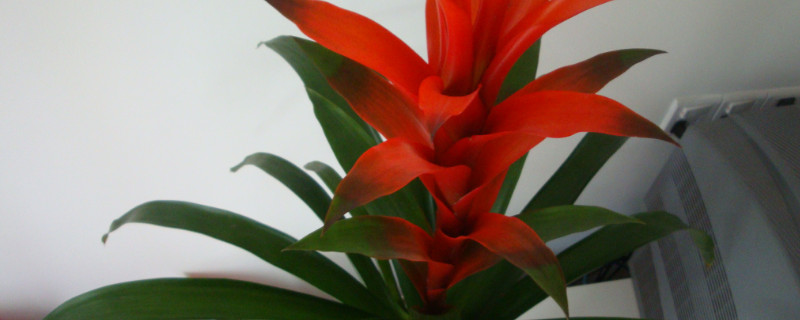 鸿运当头还有别名吗（鸿运当头还有别的名字吗?）