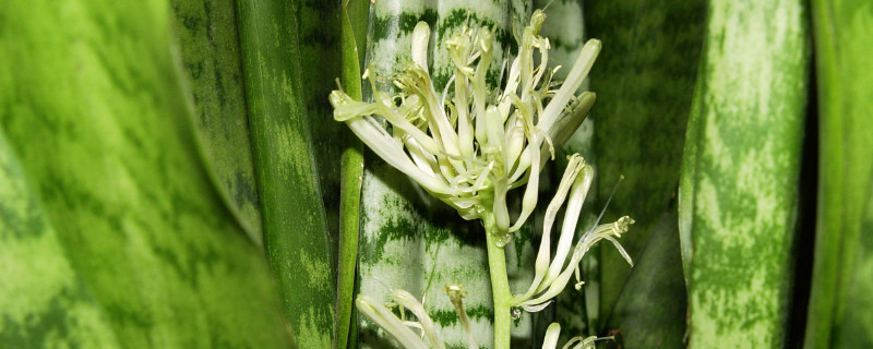 虎皮兰小苗怎么移栽 虎皮兰怎么培育小苗