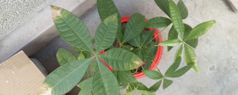 发财树烂根怎么补救 五辫发财树烂根怎么补救