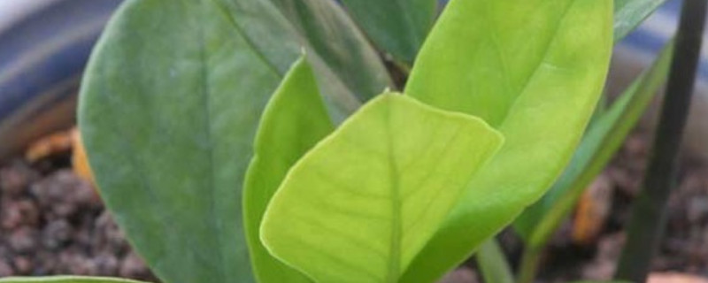 金钱树什么时候发芽多 金钱树生长期什么时候