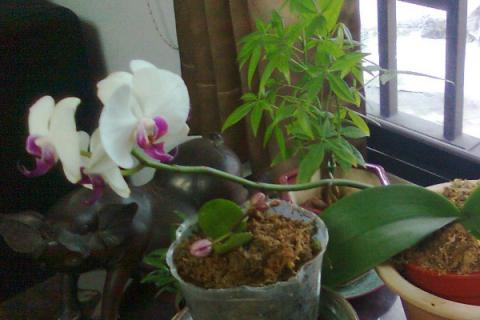 蝴蝶兰没有叶子只剩根能活吗