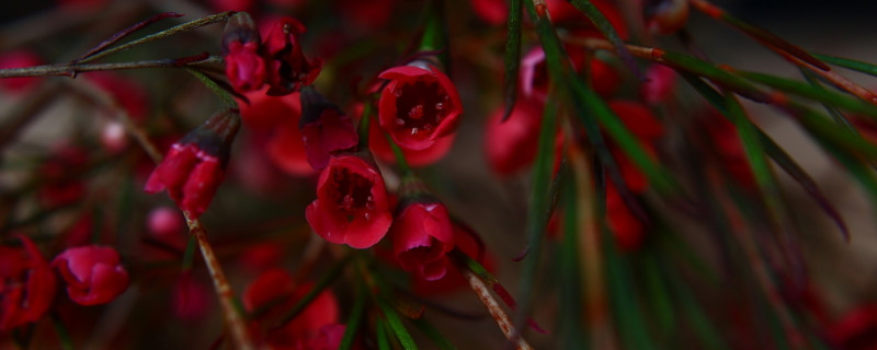 澳梅花期多久 澳梅花期长吗