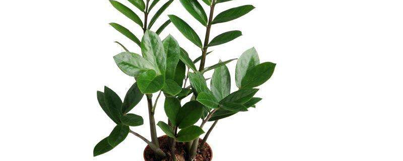 金钱树冬天好养吗（金钱树冬天好养吗?）