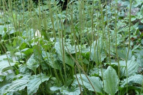 车钱草的功效与作用