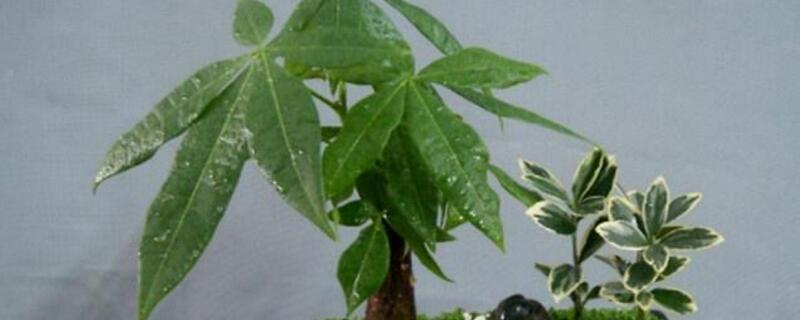 发财树的繁殖方法 发财树的繁殖方法和浇水