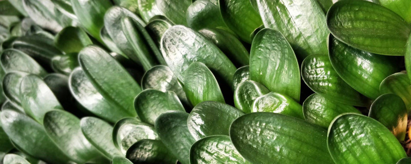 君子兰夏季在什么温度下才能长好（君子兰适应什么样温度才能生长）