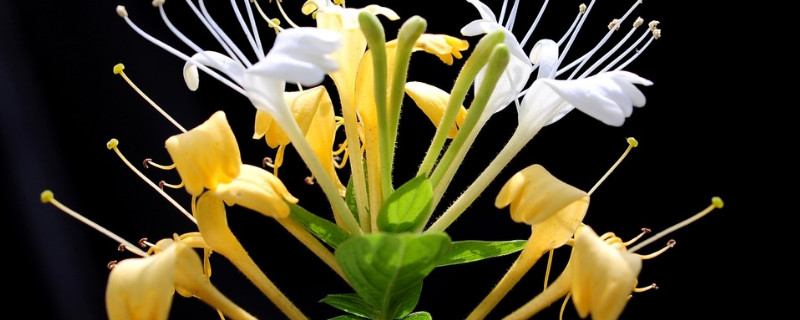 金银花种子怎么种植 金银花种植金银花如何用种子育苗?