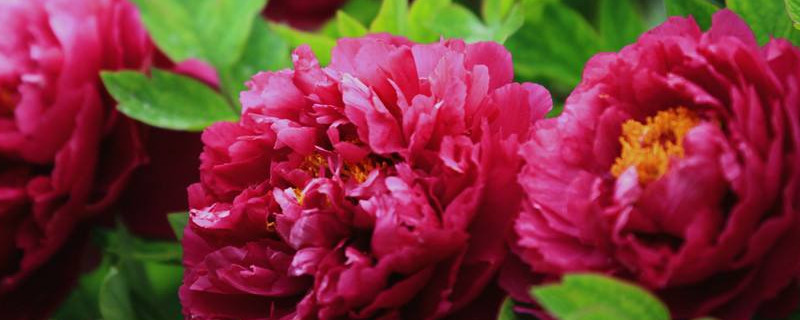 牡丹花移栽时根长了可以可以剪点 牡丹花根可以剪短吗