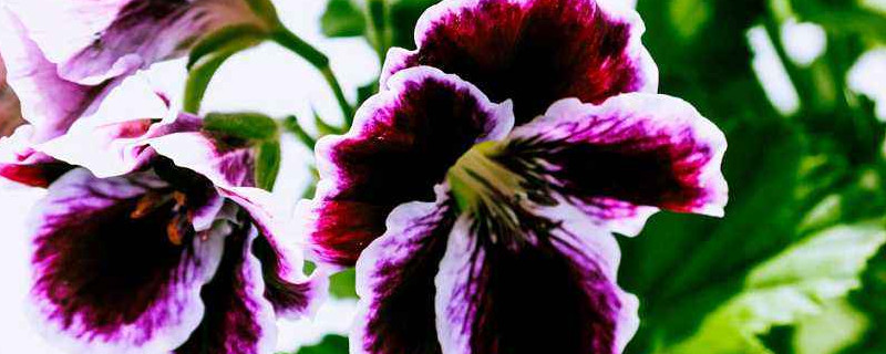 天竺葵秋天能播种吗（天竺葵什么季节播种）