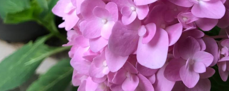 绣球花怎么水培生根（绣球花怎么水培生根 视频）