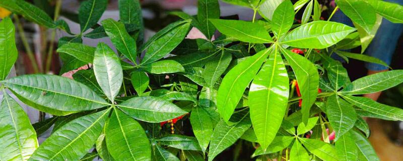 发财树叶子发黄有斑点 发财树叶子发黄有斑点什么原因?怎么办?