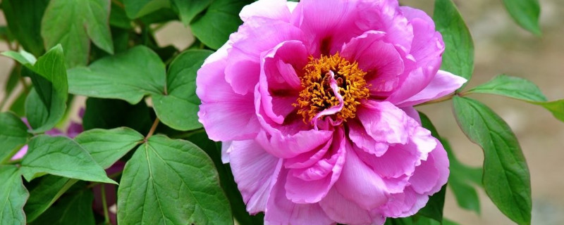 移栽牡丹能用生根剂吗 移栽牡丹需要修根吗