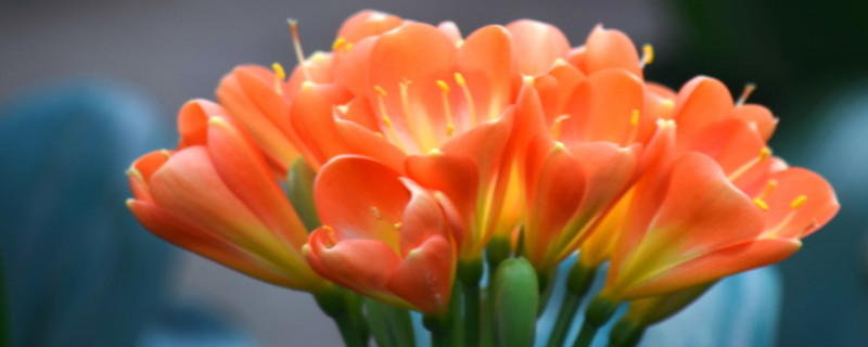 君子兰叶片不平整有褶皱什么原因（君子兰叶片褶皱的原因）