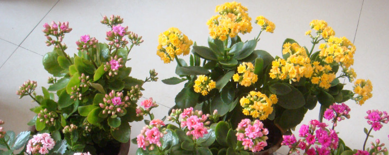 长寿花夏天可不可以在室外淋雨（长寿花可以放在室外淋雨吗）