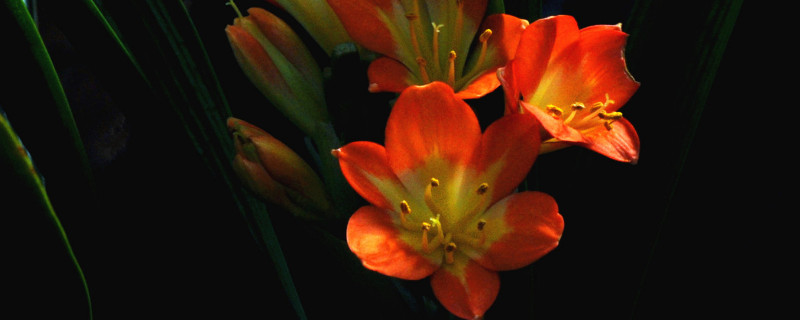 君子兰最低耐寒温度（君子兰耐寒温度是多少）