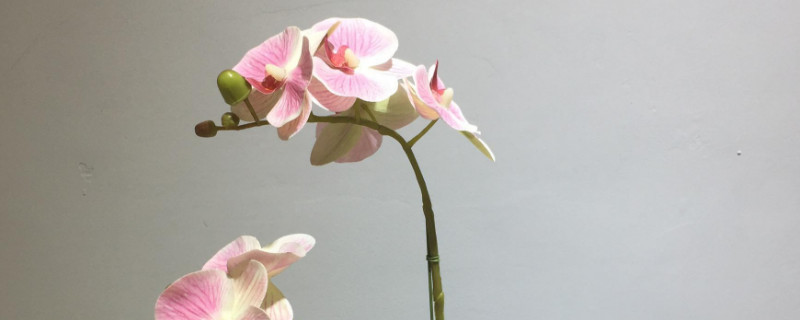 蝴蝶兰冬天可以换盆吗 蝴蝶兰要不要换盆