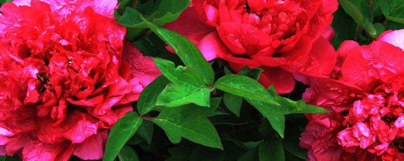 牡丹花夏天叶子会枯吗 牡丹花冬天叶子会枯萎吗