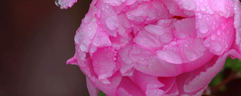 嫁接牡丹几年开花（牡丹嫁接苗几年开花）