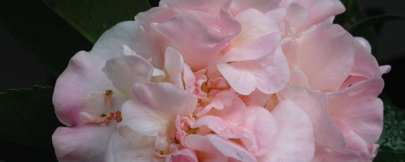 茶花冬季怎么过冬 茶花怎么过冬天