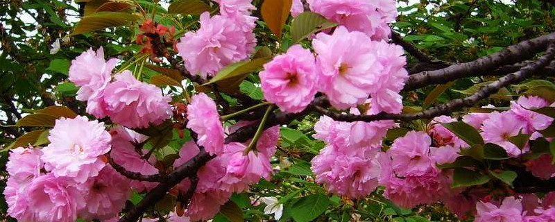 樱花夏天可以修剪吗 樱花冬季可以修剪吗