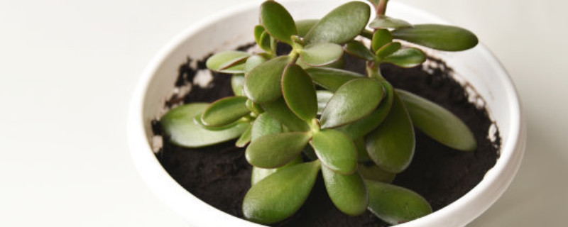 玉树可以放在卧室里养吗 玉树到底能不能放在卧室养