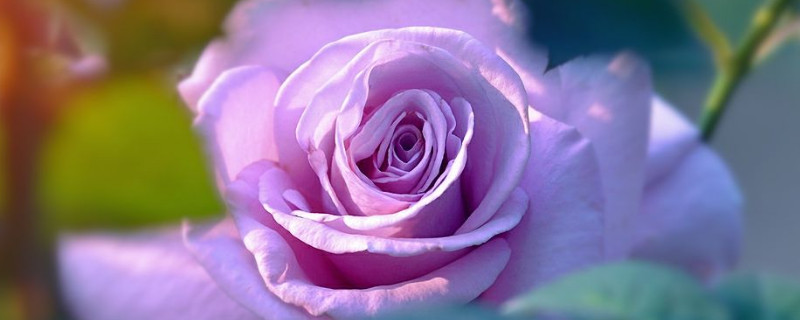 月季花可以开多长时间（月季花能开多长时间）